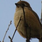 2 MB
4607 x 2592 ピクセル
maa