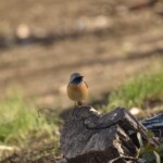 ジョウビタキ
265 KB
1620 x 1080 px ジョウビタキ