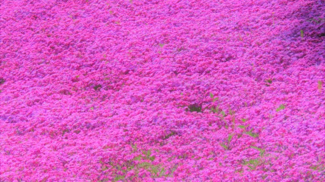 ファイルサイズ: 5 MB
サイズ: 4608 x 3456 ピクセル