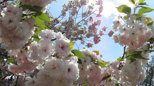 maa
ファイルサイズ: 329 KB
サイズ: 1000 x 750 ピクセル