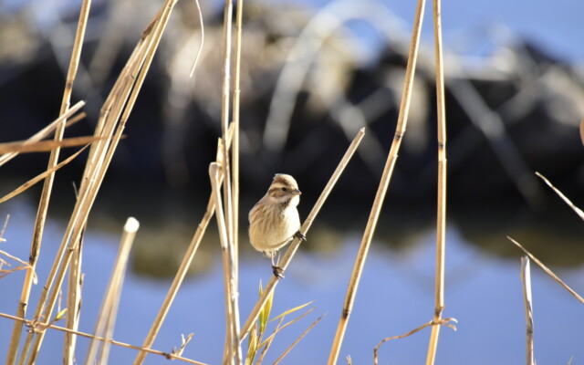 ファイルサイズ: 304 KB
サイズ: 1620 x 1080 ピクセル