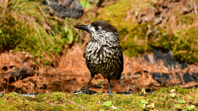 ファイルサイズ: 10 MB
サイズ: 4176 x 2784 ピクセル