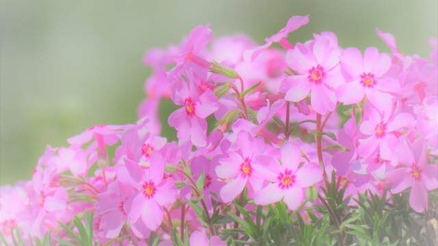 ファイルサイズ: 2 MB
サイズ: 4608 x 3456 ピクセル