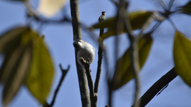 ファイルサイズ: 208 KB
サイズ: 1620 x 1080 ピクセル エナガ巣材集め