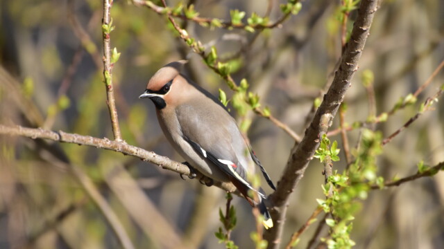 ファイルサイズ: 9 MB
サイズ: 4496 x 3000 ピクセル
maa