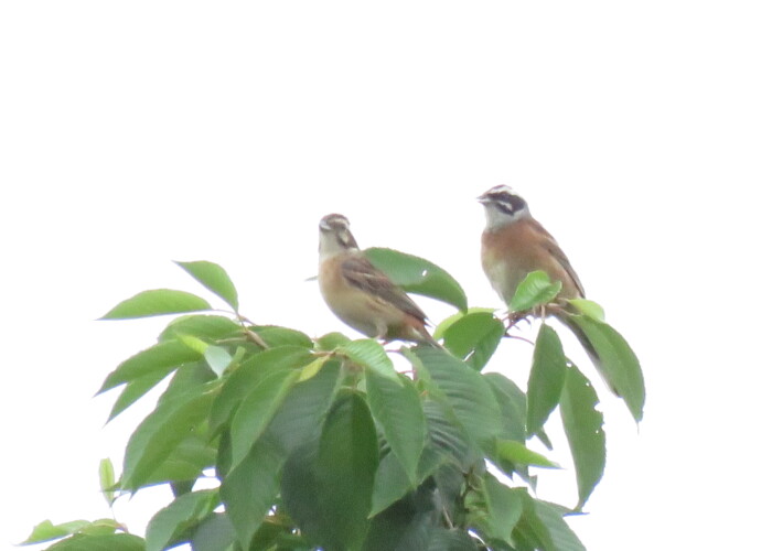 3 MB
4608 x 3456 ピクセル