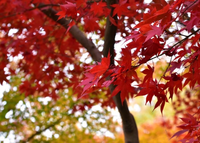 427 KB
1620 x 1080 ピクセル
aasan 紅葉