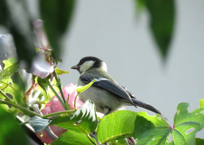 8 MB
4608 x 3456 ピクセル