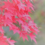 3 MB
4608 x 3456 ピクセル
maa 紅葉 加工処理