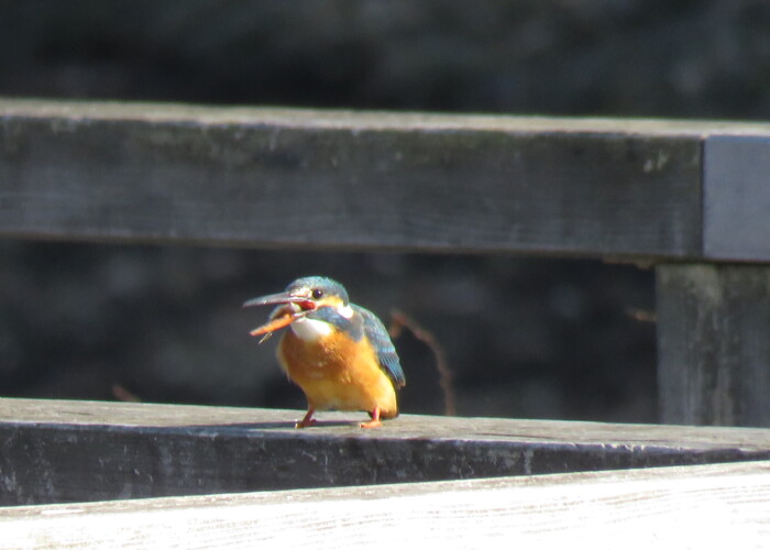 5 MB
4608 x 3456 ピクセル