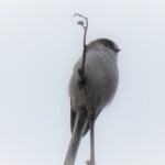 エナガ
加工処理
752 KB
4249 x 3187 ピクセル エナガ2