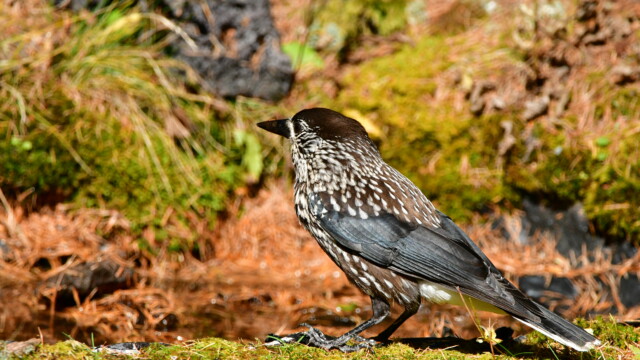 ファイルサイズ: 10 MB
サイズ: 4176 x 2784 ピクセル