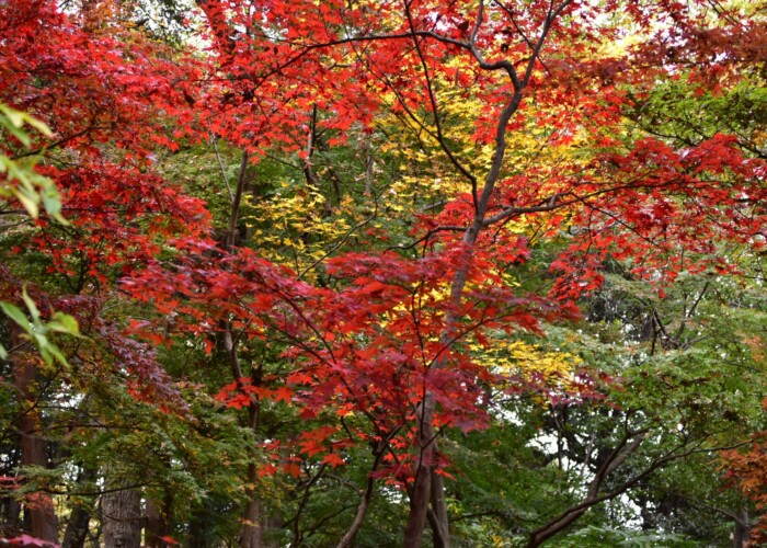 969 KB
1620 x 1080 ピクセル 紅葉