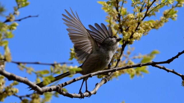 ファイルサイズ: 299 KB
サイズ: 1620 x 1080 ピクセル
aasan