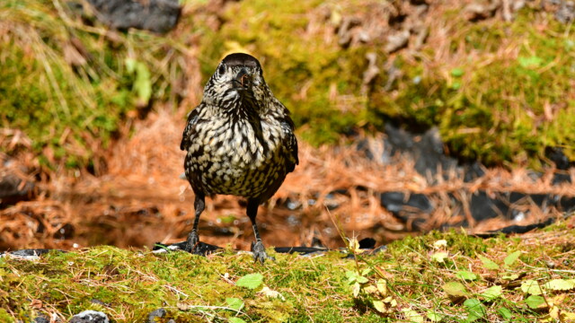 ファイルサイズ: 10 MB
サイズ: 4176 x 2784 ピクセル