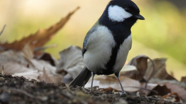 ファイルサイズ: 170 KB
サイズ: 1000 x 750 ピクセル
