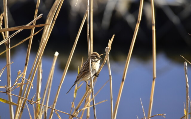 ファイルサイズ: 316 KB
サイズ: 1620 x 1080 ピクセル
