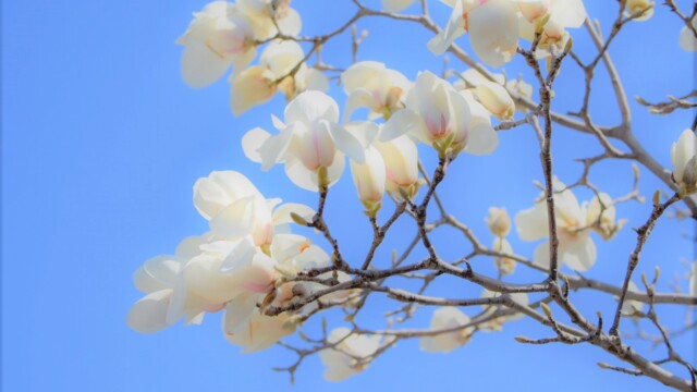 ファイルサイズ: 235 KB
サイズ: 1620 x 1080 ピクセル