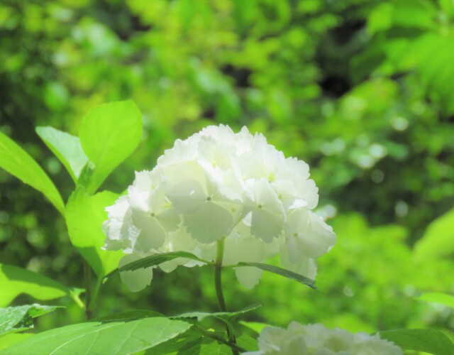 2 MB
4608 x 3456 ピクセル