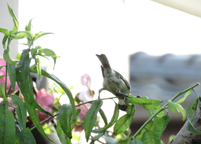 595 KB
2048 x 1536 ピクセル