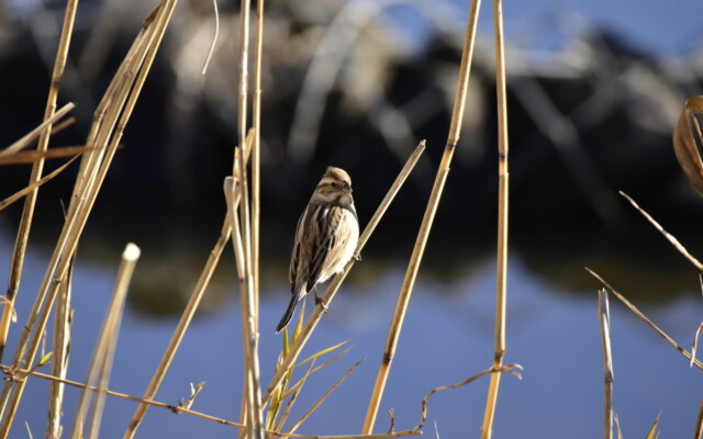 ファイルサイズ: 306 KB
サイズ: 1620 x 1080 ピクセル